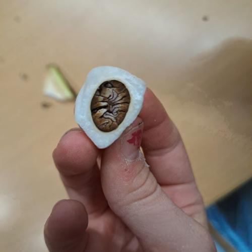 kakao