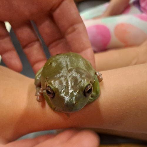 Ein spezieller Frosch